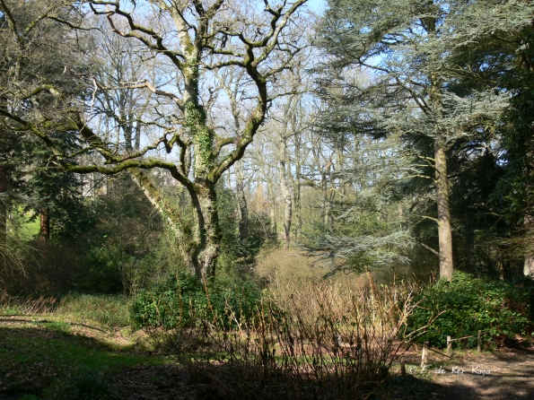 Bois des Moutiers (45) mars 2012